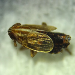 Ribautodelphax pungens